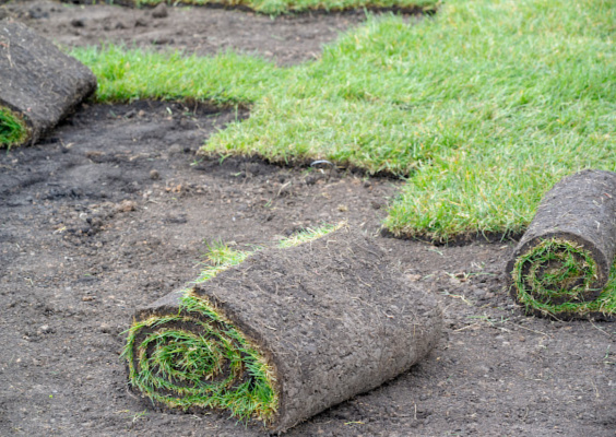 landscape-sod-564x400-1.webp