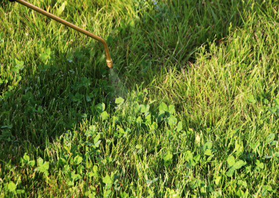 weed-control-fremont-564x400-1.webp